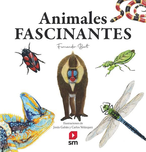 ANIMALES FASCINANTES | 9788413922188 | Bort Misol, Fernando | Llibreria online de Figueres i Empordà