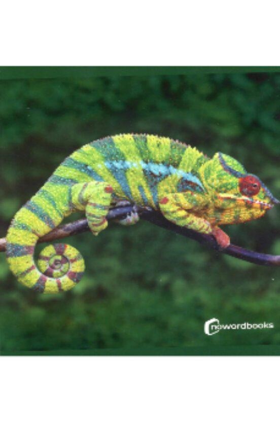 Animals de la selva | 9788412683615 | Librería online de Figueres / Empordà