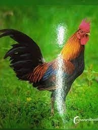 ANIMALES DE GRANJA | 9788412344547 | AA.VV. | Llibreria online de Figueres i Empordà