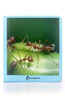 Animalitos // Animalons (FOTO) | 9788494585432 | Nowordbooks | Llibreria online de Figueres i Empordà